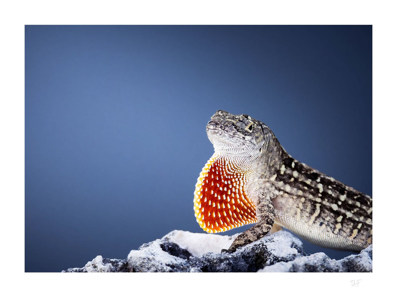 Le reptile élégant