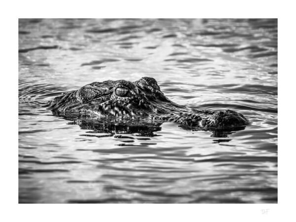 Sous le regard de l'alligator