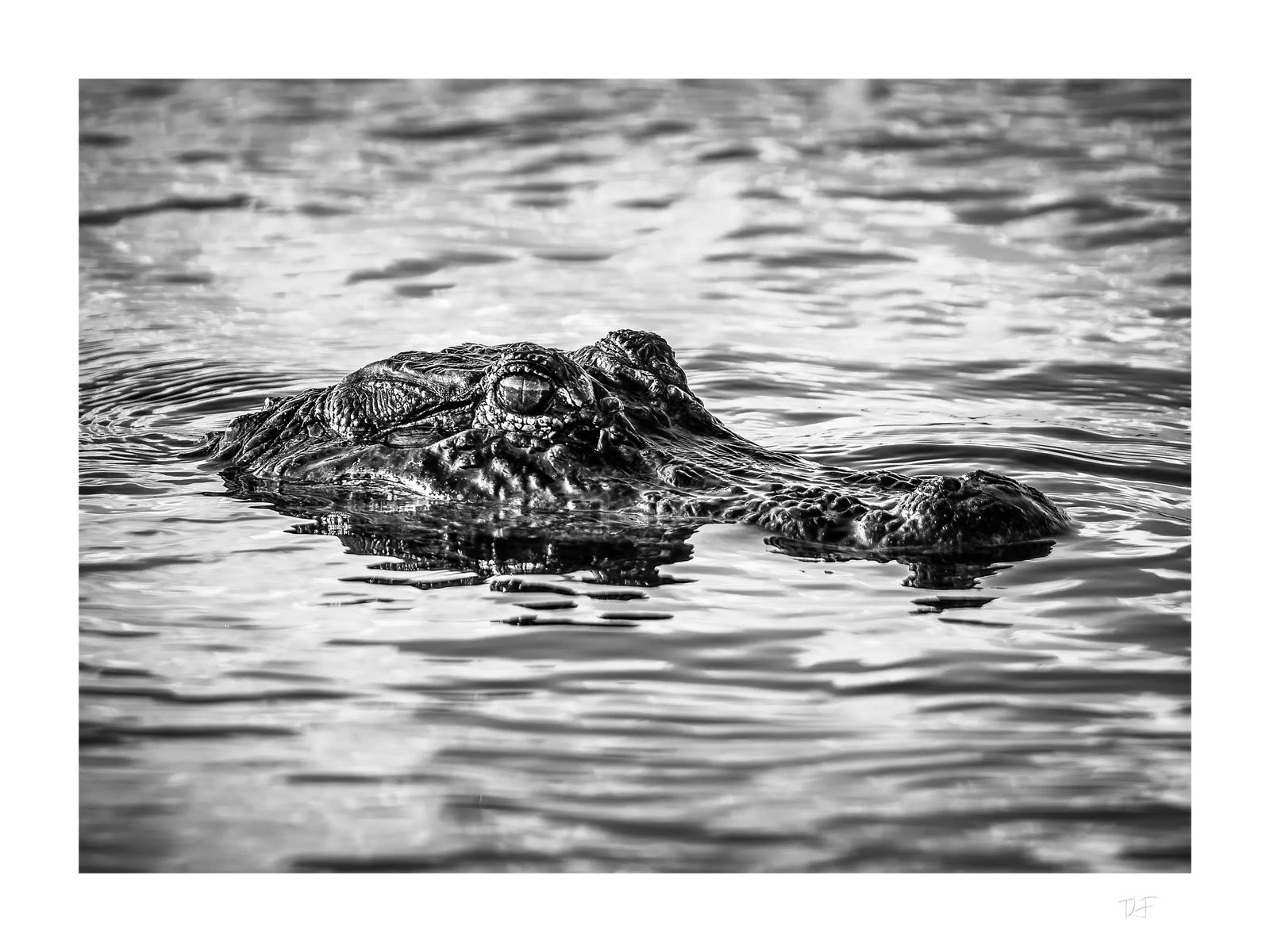 Sous le regard de l'alligator