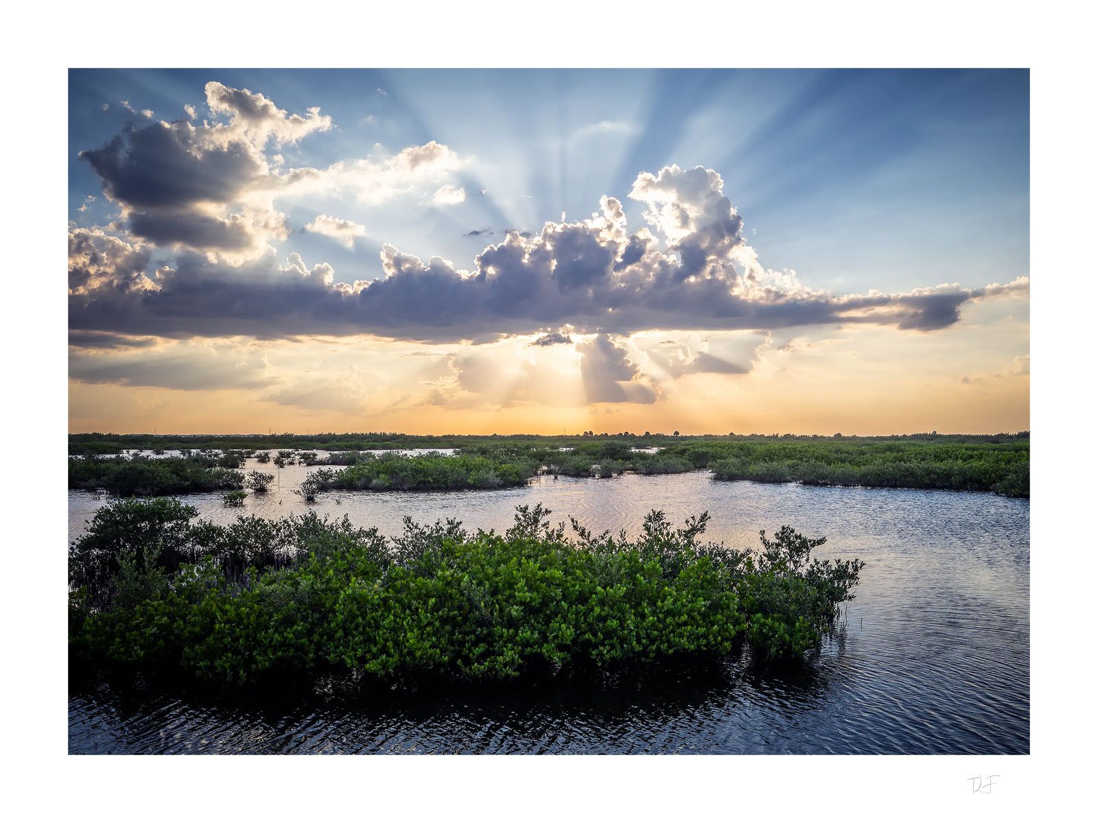 Les mangroves de Floride