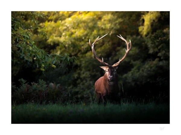 Le roi à la couronne de bois
