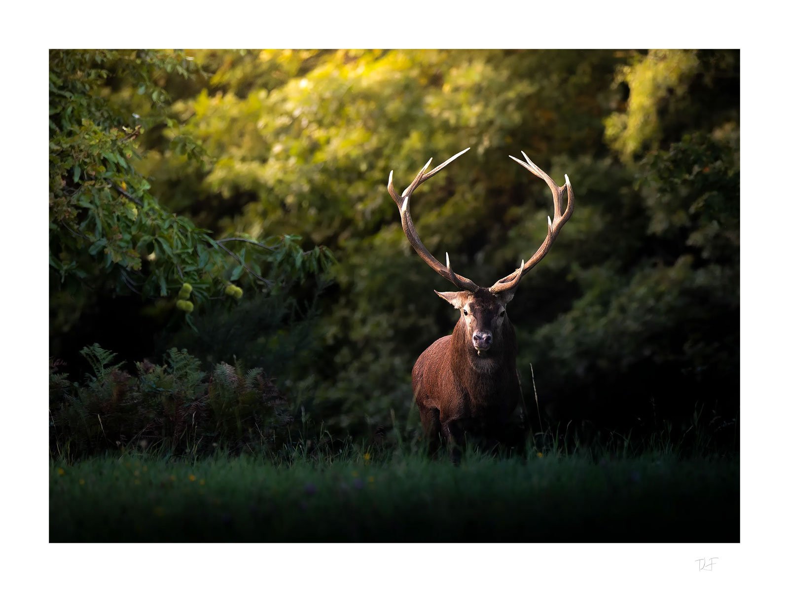 Le roi à la couronne de bois
