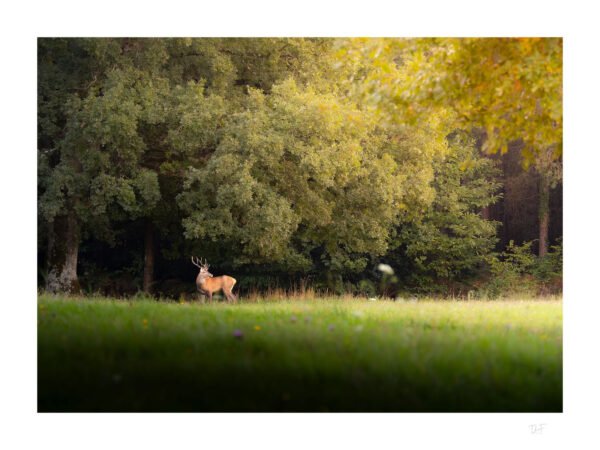 L'atmosphère de la forêt