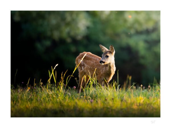 Le jeune esprit de la forêt