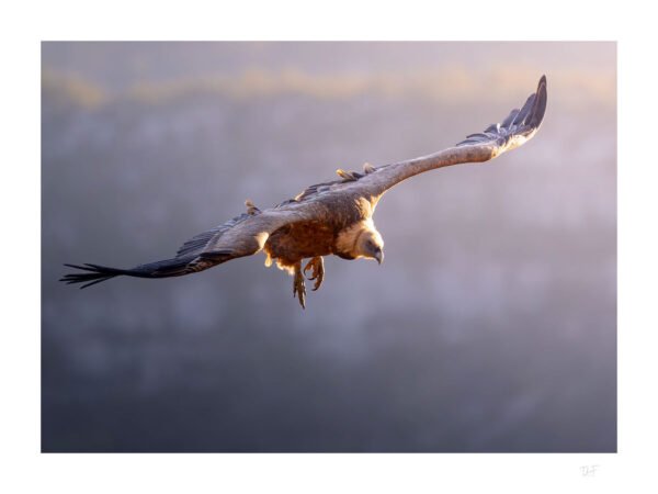 Le griffon des canyons