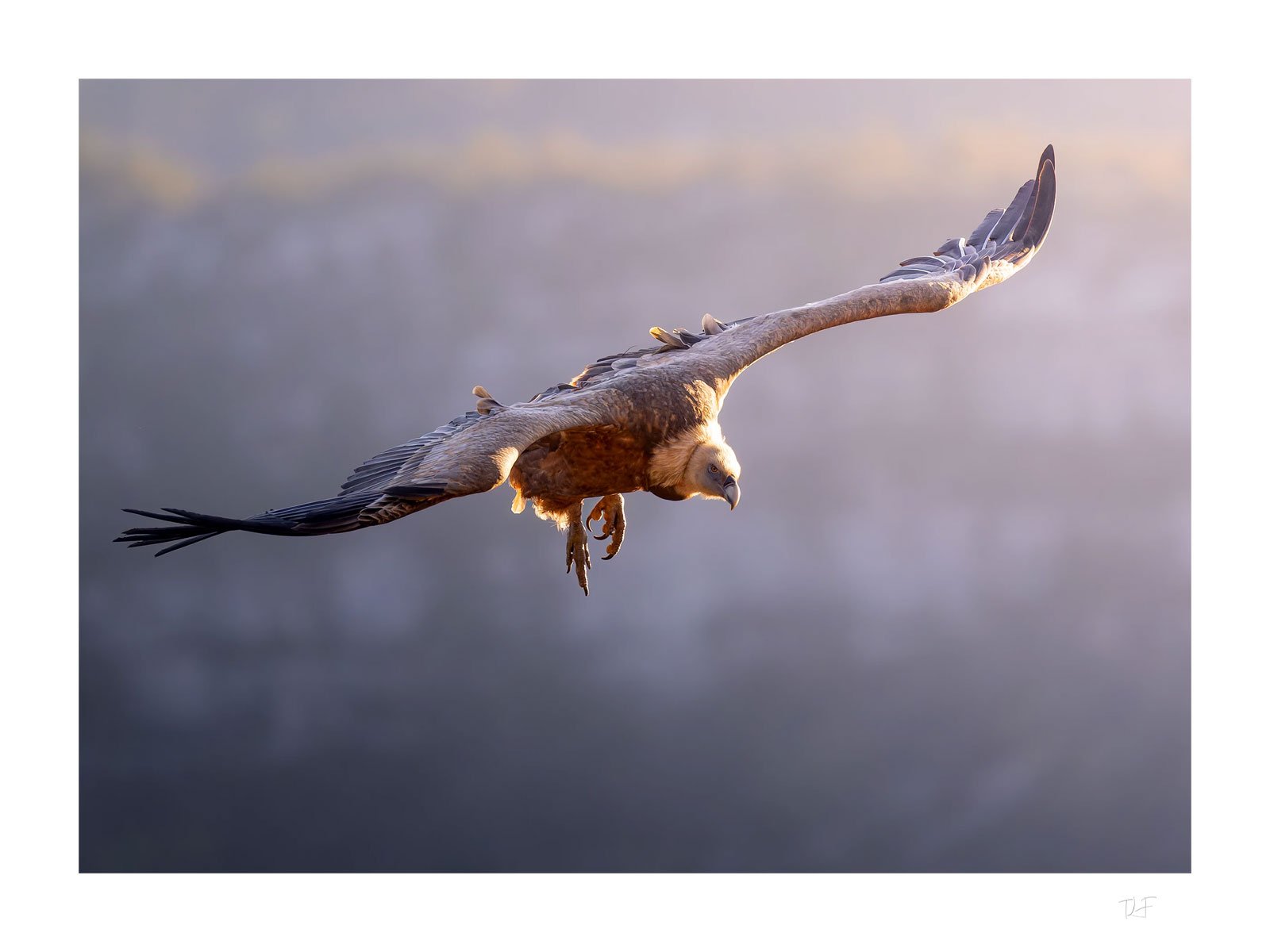 Le griffon des canyons