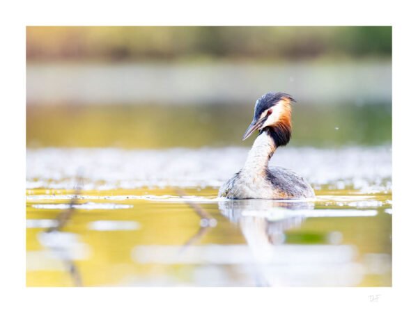 L'œil rouge des marais