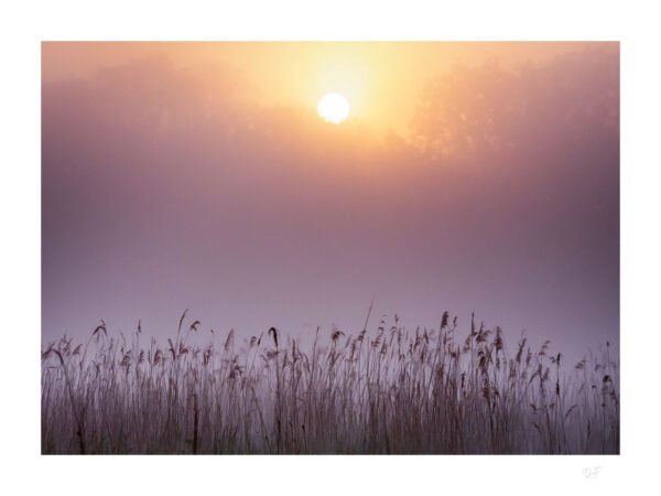 Lever de soleil sur le marais