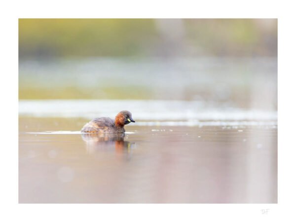 Le castagneux des marais