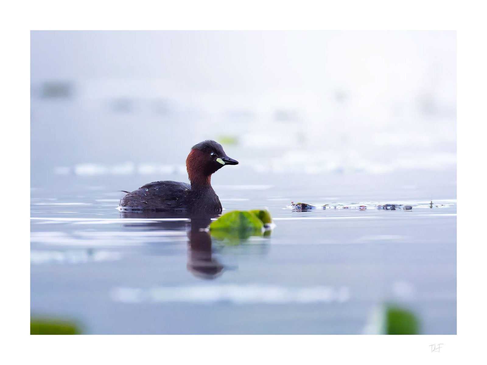 Boule de plume sur l'eau