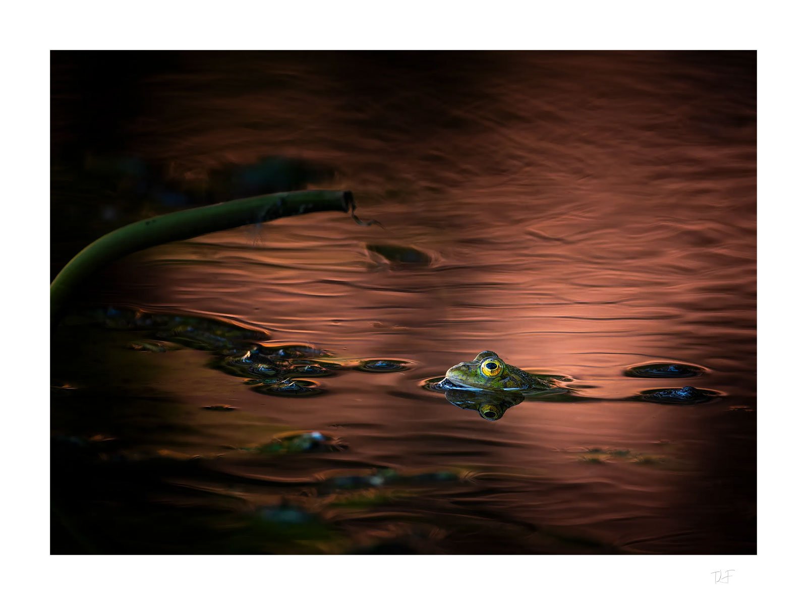 Crépuscule sur l'étang