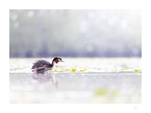 À l'aube sur l'étang