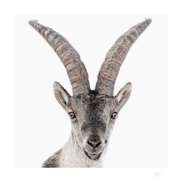 Le seigneur des Pyrénées