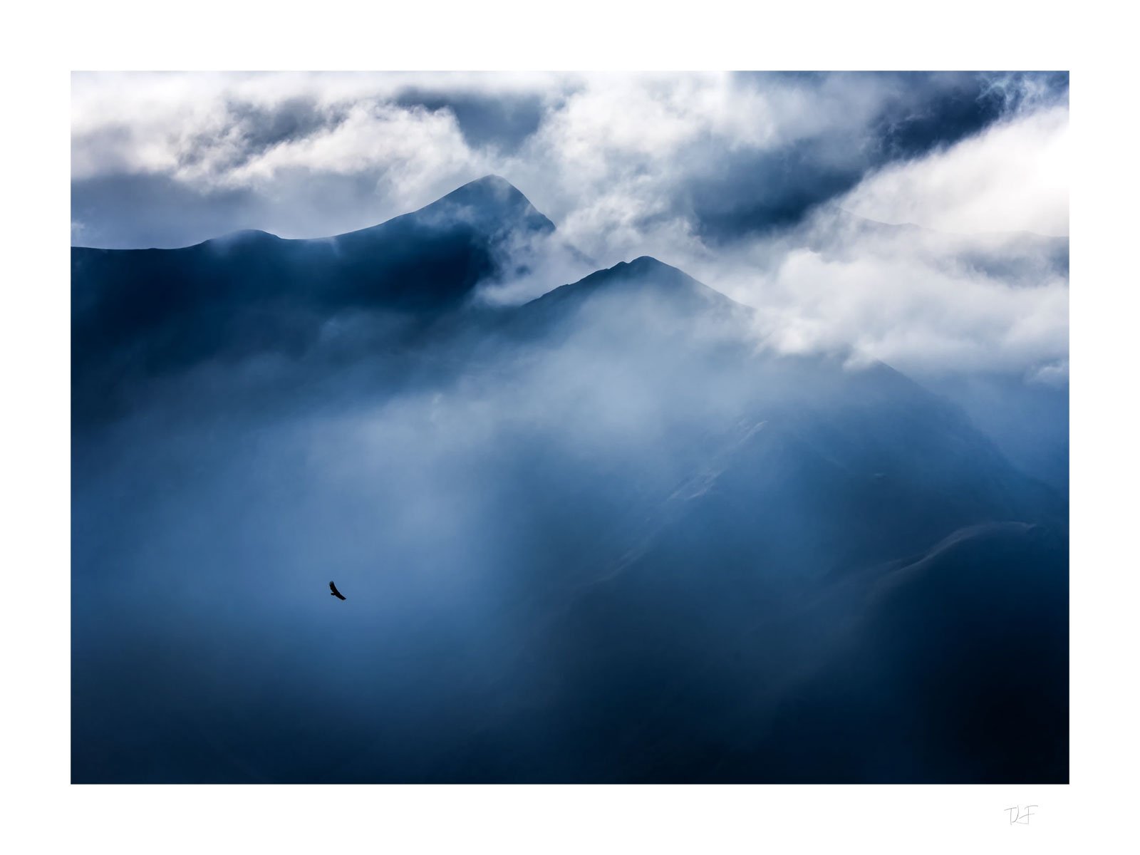 Rapace des grands espaces