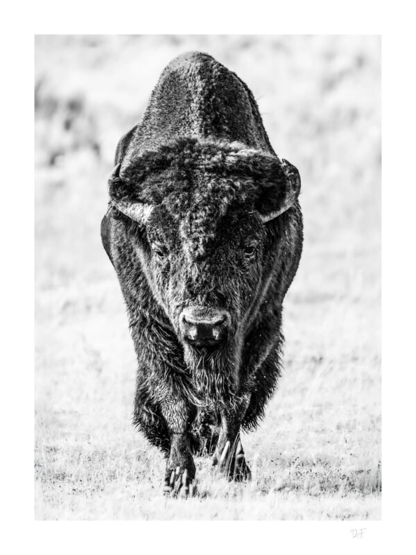 Force des grandes plaines