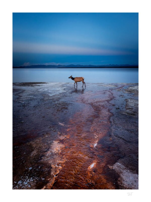 Vie sauvage et volcanisme
