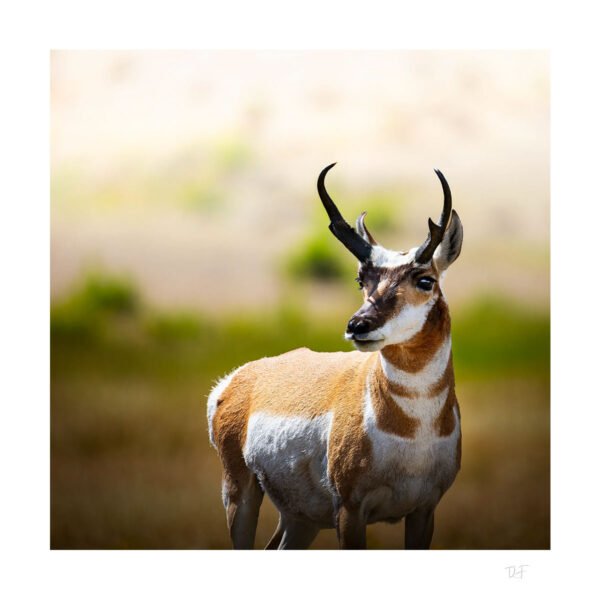 Le plus rapide de l'ouest