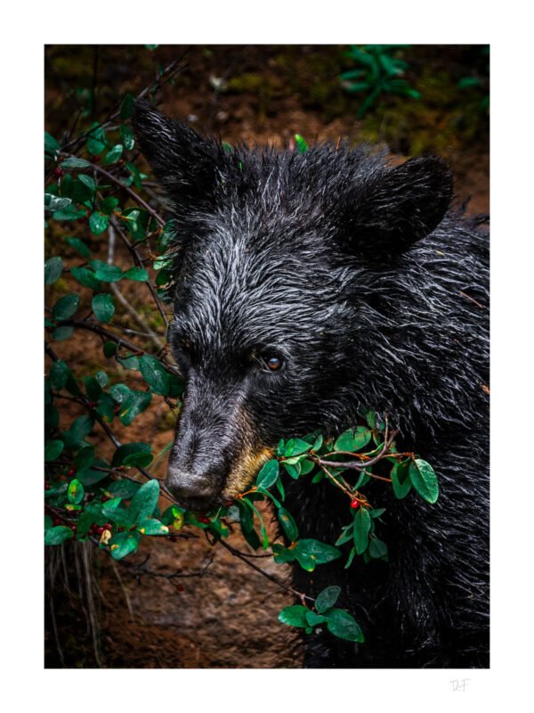 La passion des baies