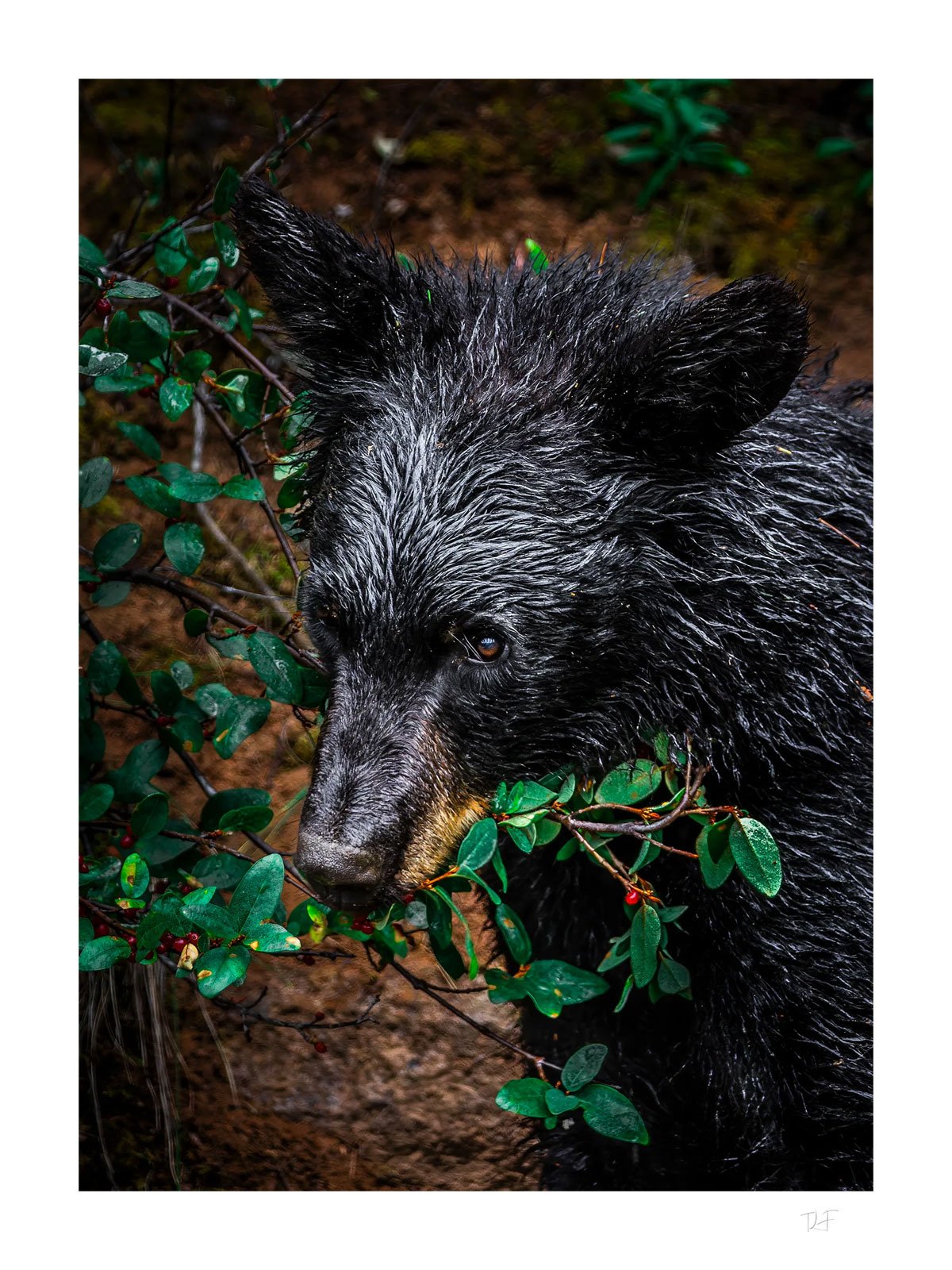 La passion des baies