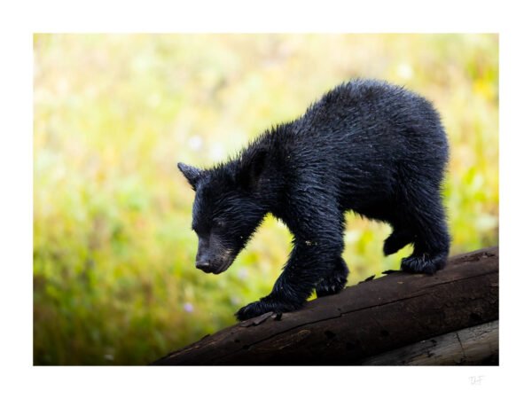 Petit prince du Far West