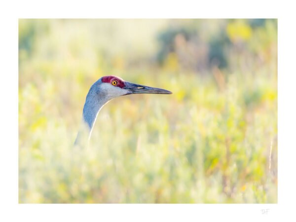 La grue aux yeux d'or