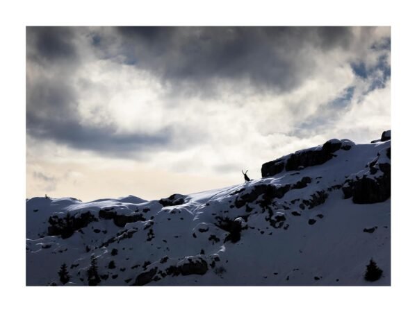 Bouquetin des Alpes