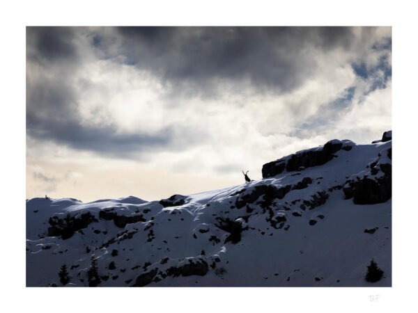 Bouquetin des Alpes