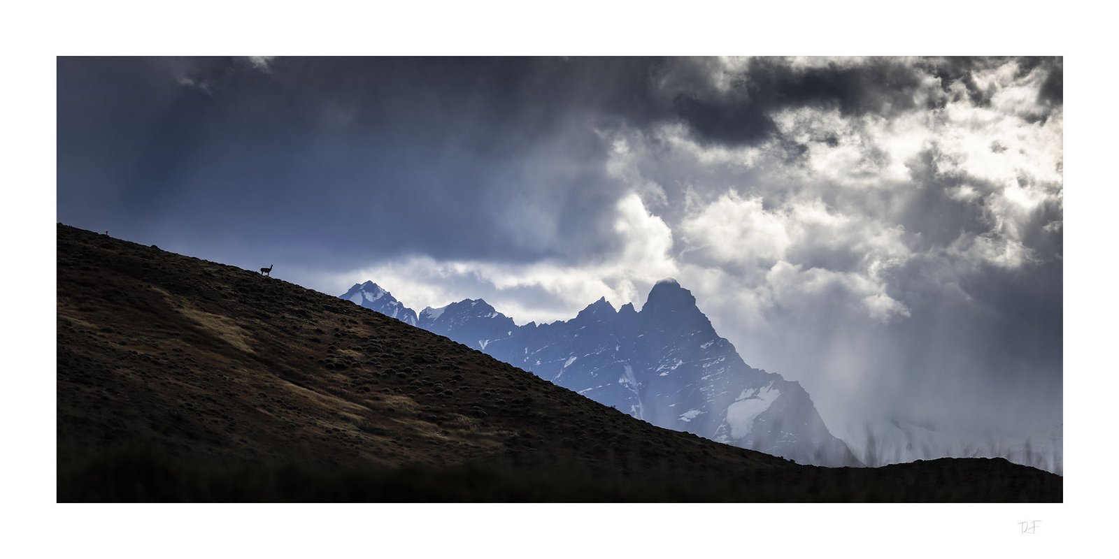 Guanaco dans l'immensité
