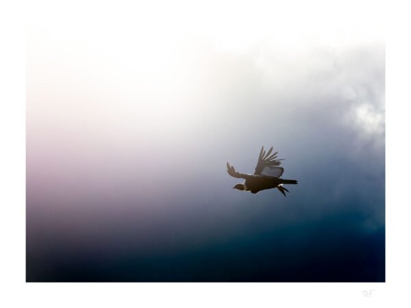 Condor des Andes