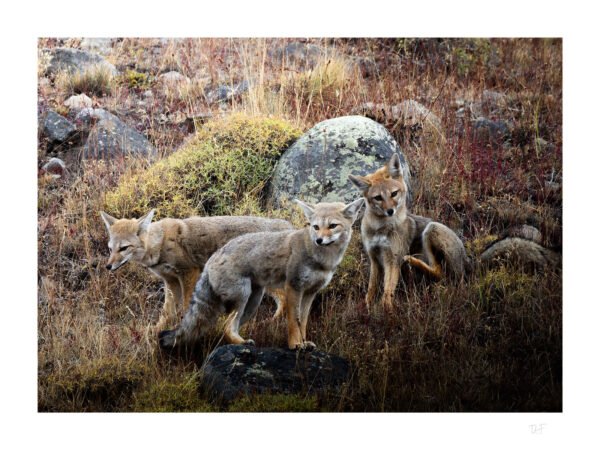 Renards de Patagonie