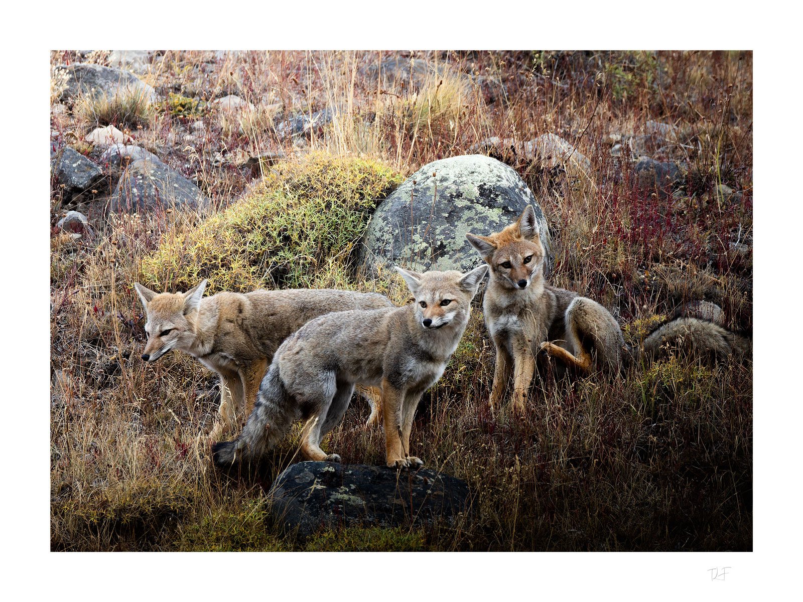 Renards de Patagonie
