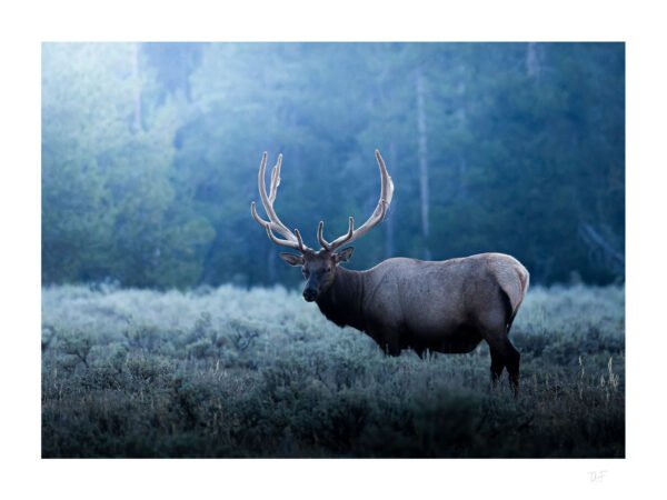 Wapiti