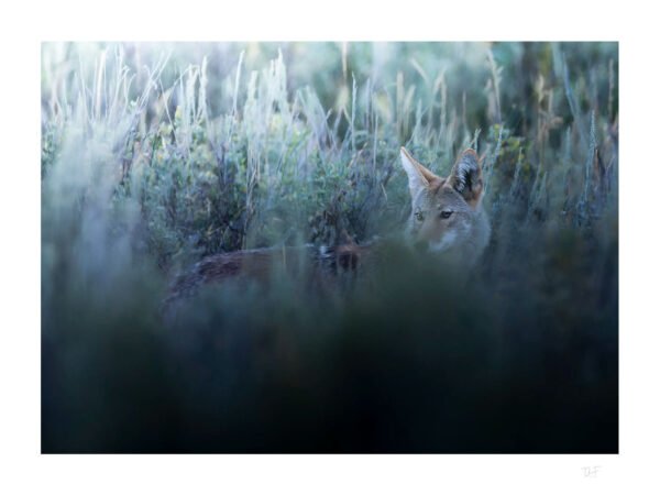 Coyote